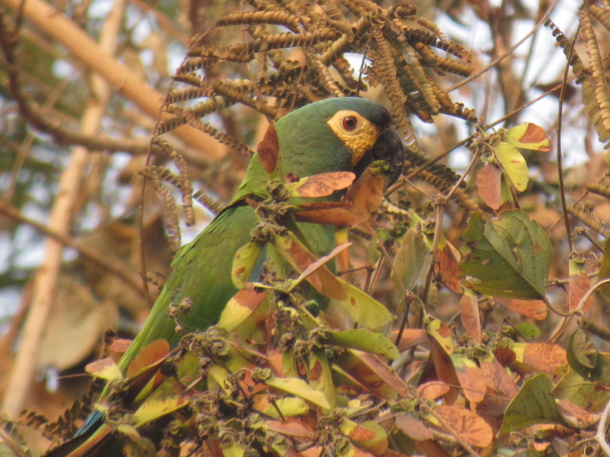 Blue-winged Macaw - ML622879998