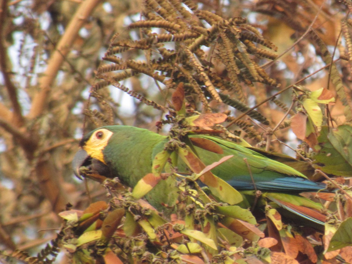 Blue-winged Macaw - ML622880011