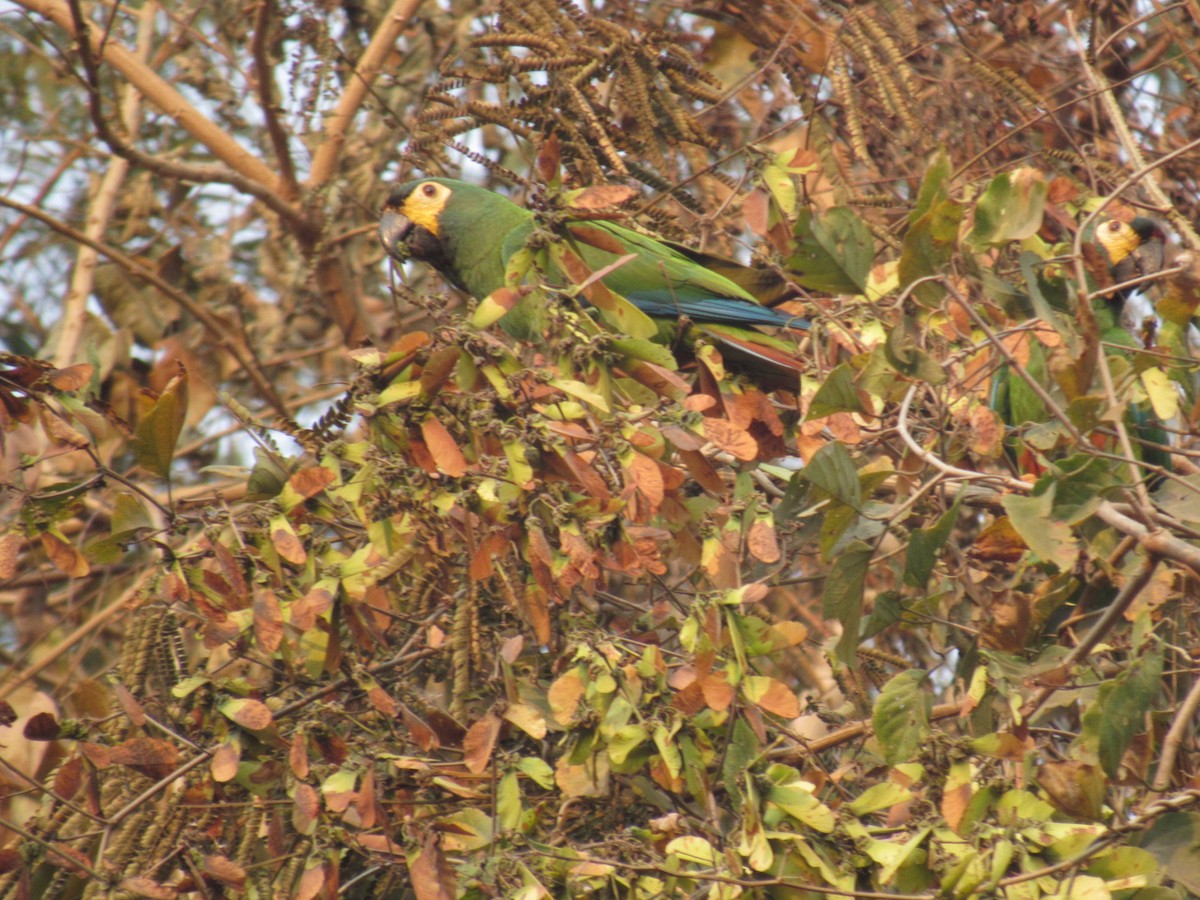 Blue-winged Macaw - ML622880018