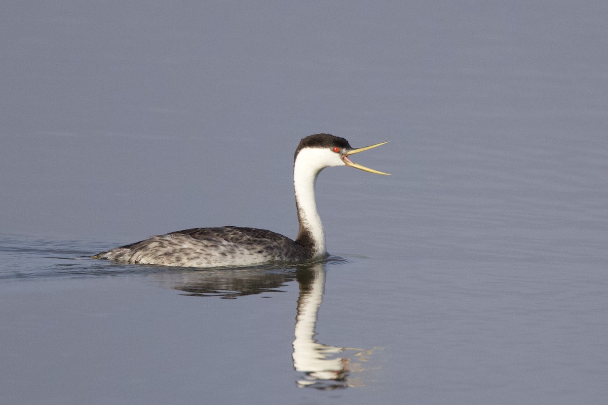 Western Grebe - Adam Hillstead