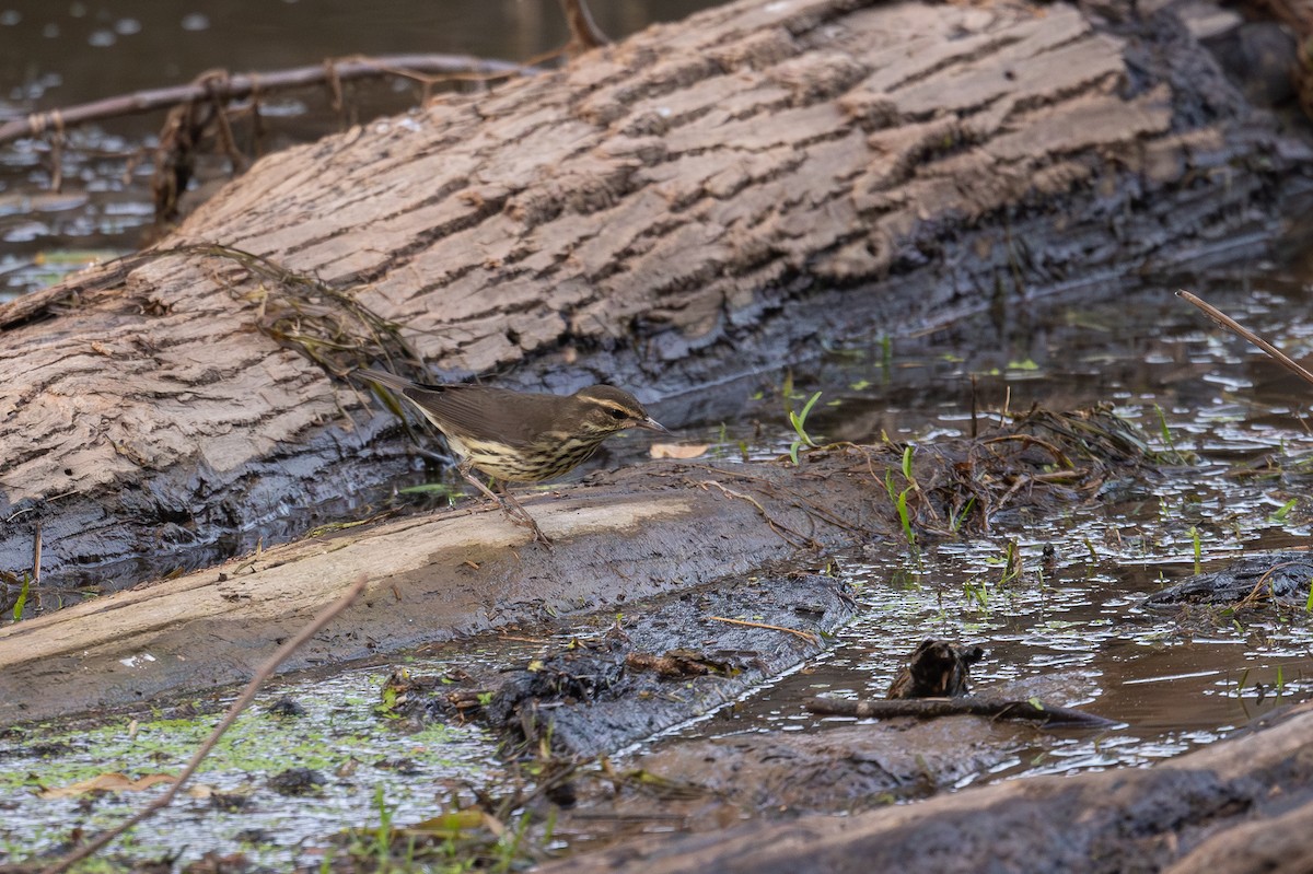 Northern Waterthrush - ML622880053