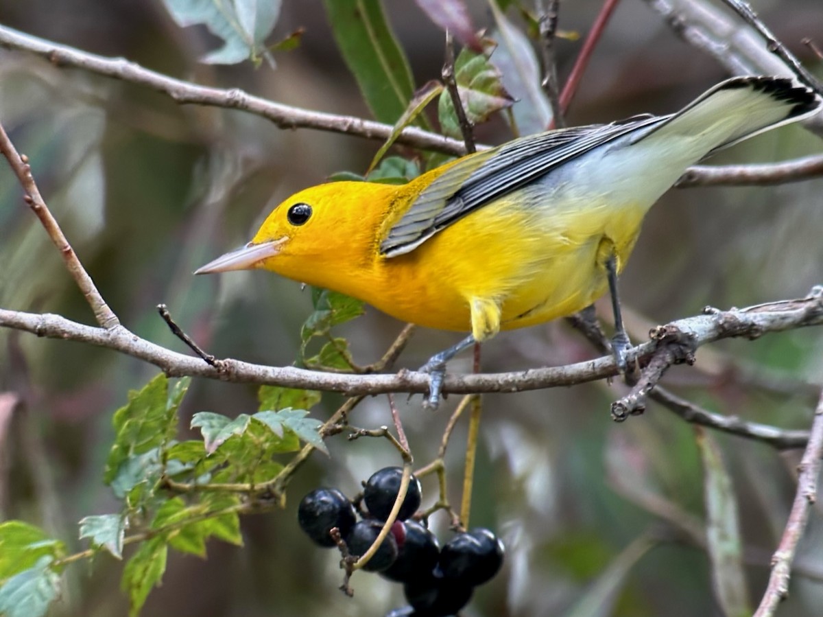 Prothonotary Warbler - Jeff Bouton