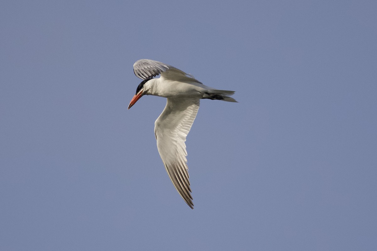 Caspian Tern - Adam Hillstead