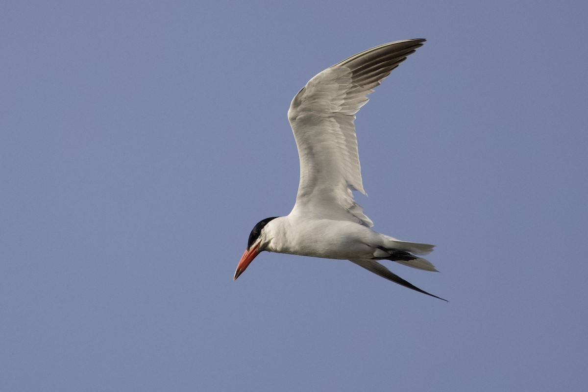 Caspian Tern - Adam Hillstead