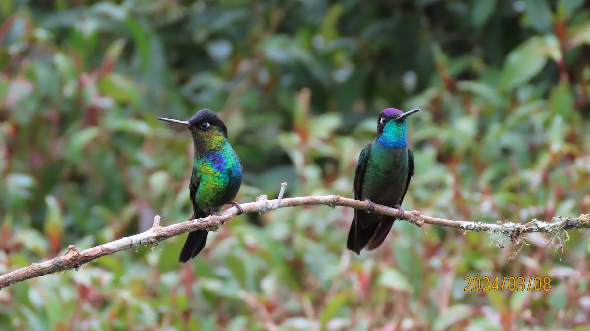 Fiery-throated Hummingbird - Paul Wolter