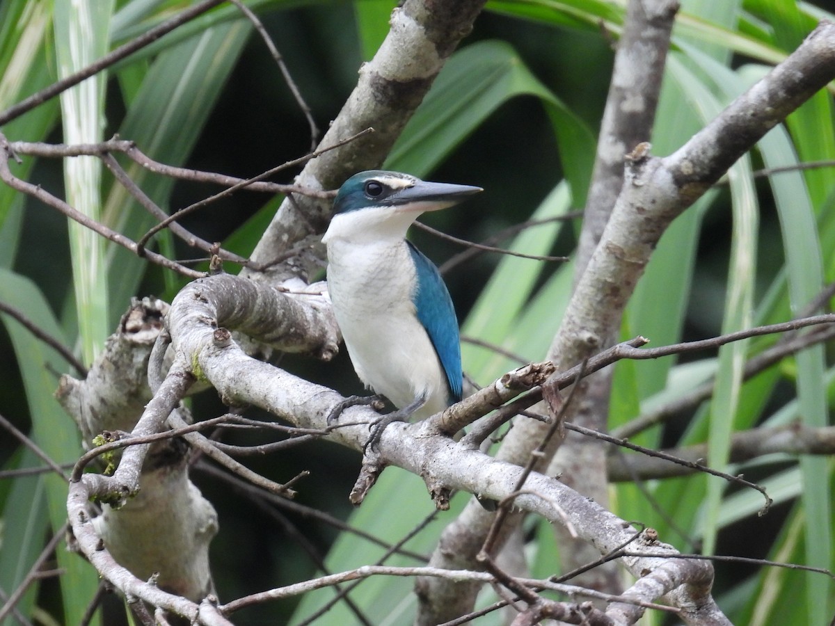 Collared Kingfisher (Collared) - ML622880103