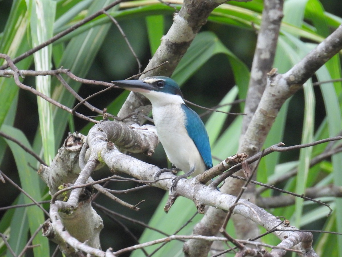 Collared Kingfisher (Collared) - ML622880104