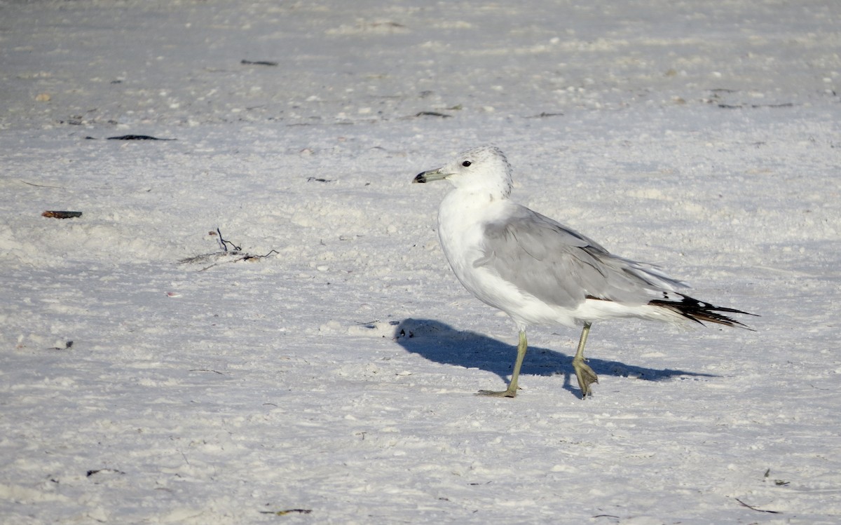 Ring-billed Gull - ML622880119