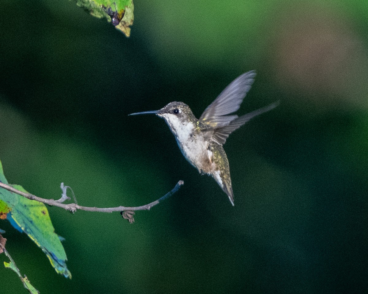 Ruby-throated Hummingbird - ML622880129