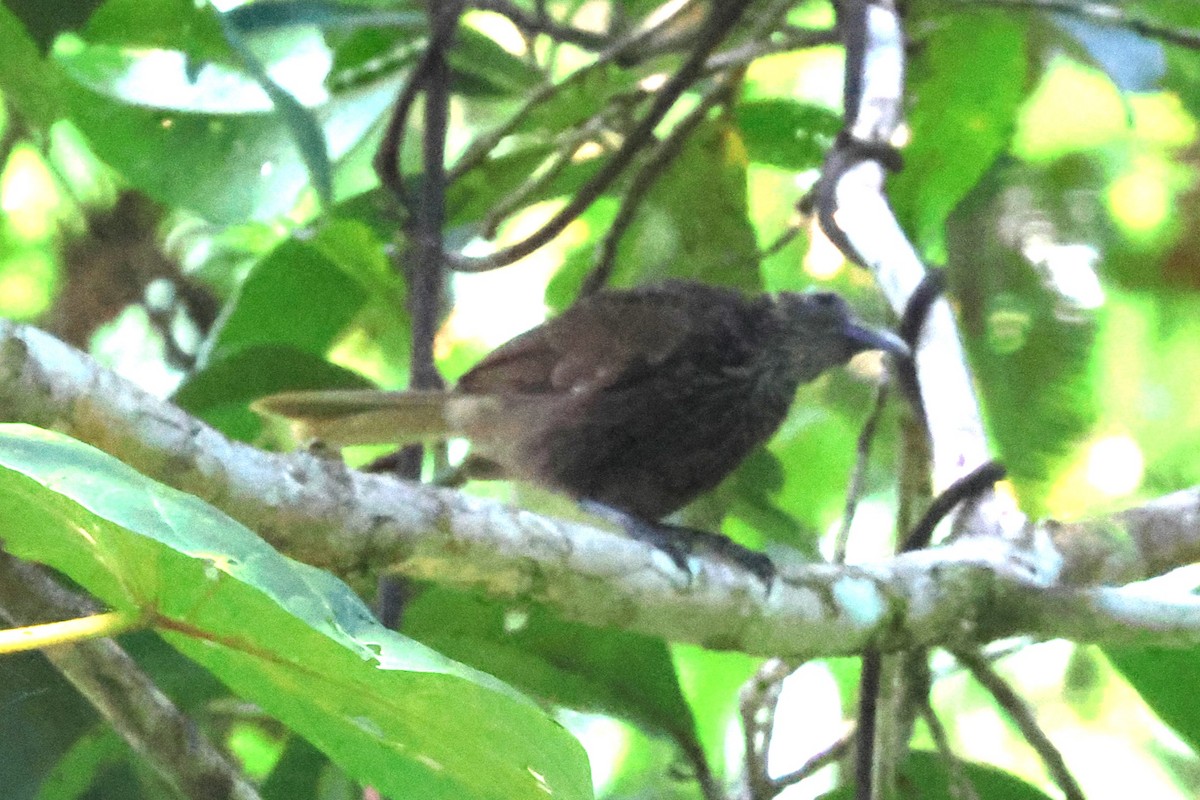 White-streaked Friarbird - ML622880132