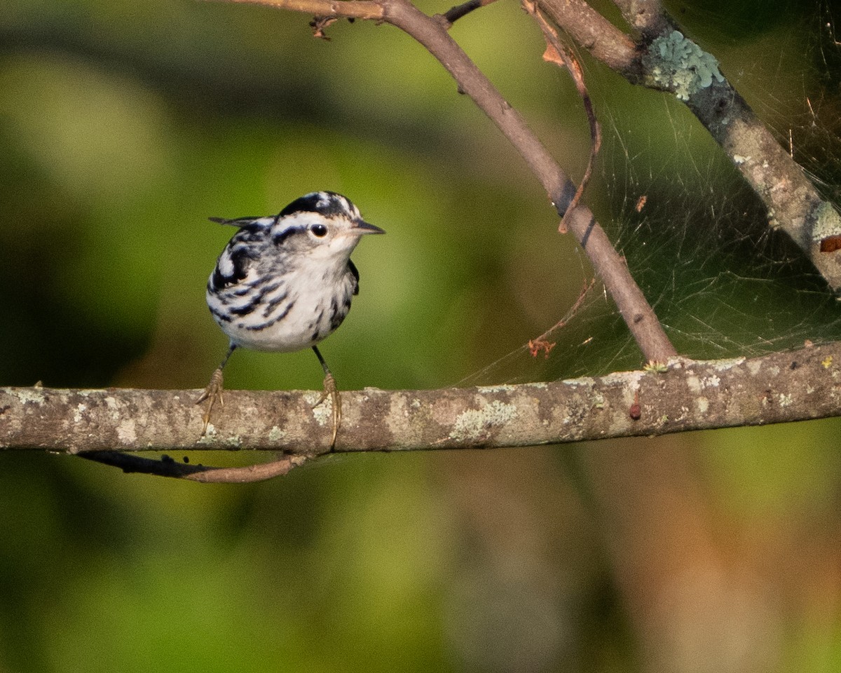 Black-and-white Warbler - ML622880141