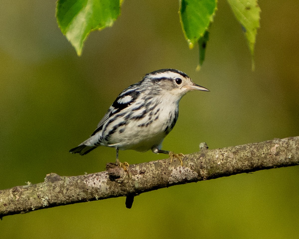 Black-and-white Warbler - ML622880142