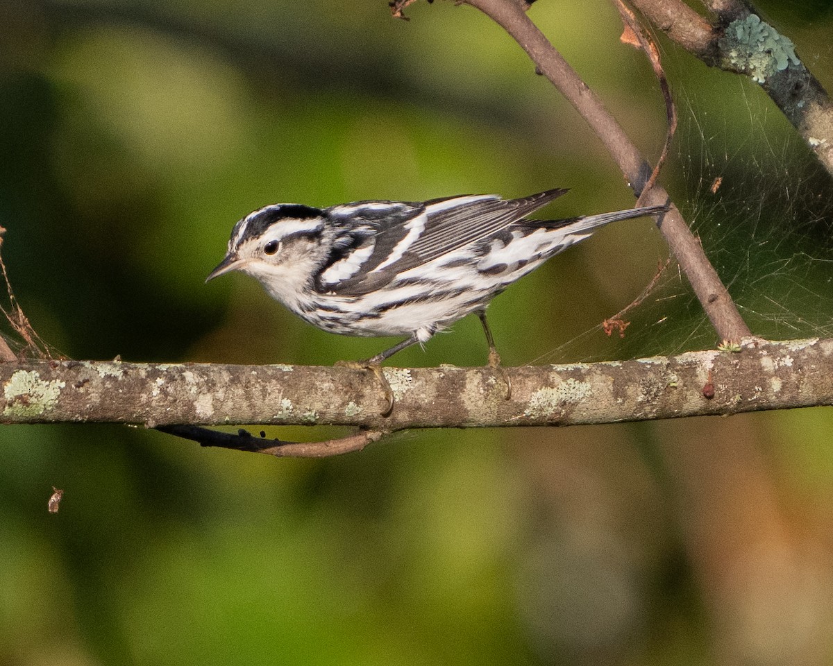 Black-and-white Warbler - ML622880143