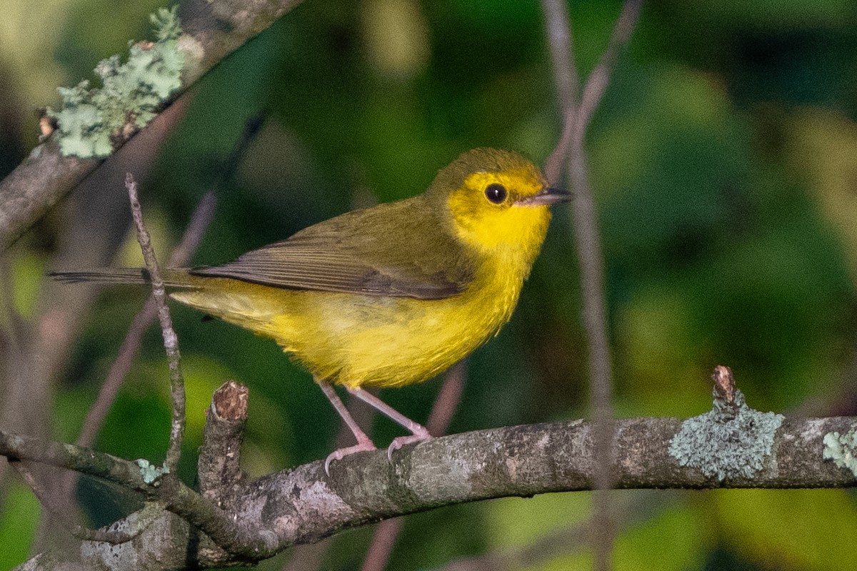 Hooded Warbler - ML622880148