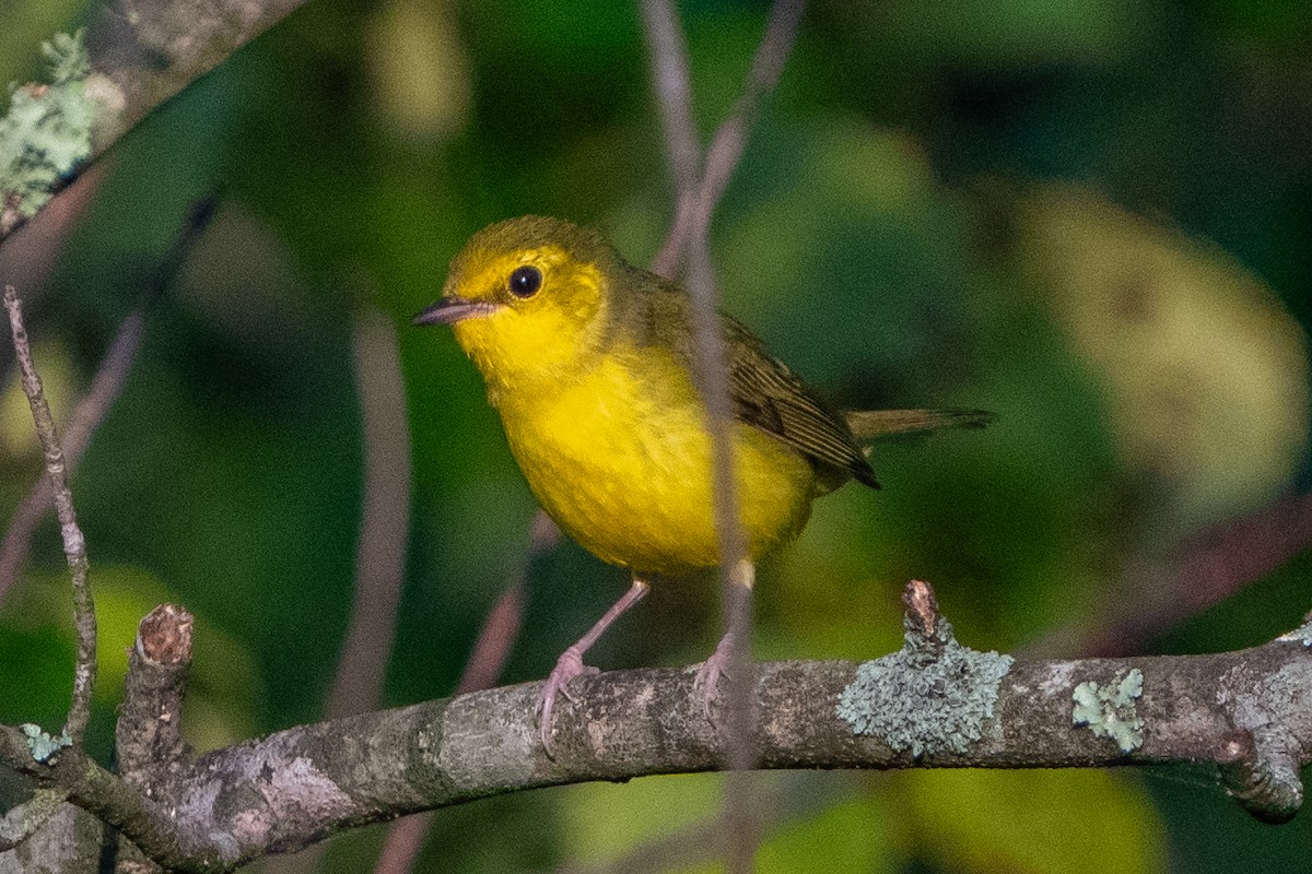 Hooded Warbler - Scott and Jennifer Russom