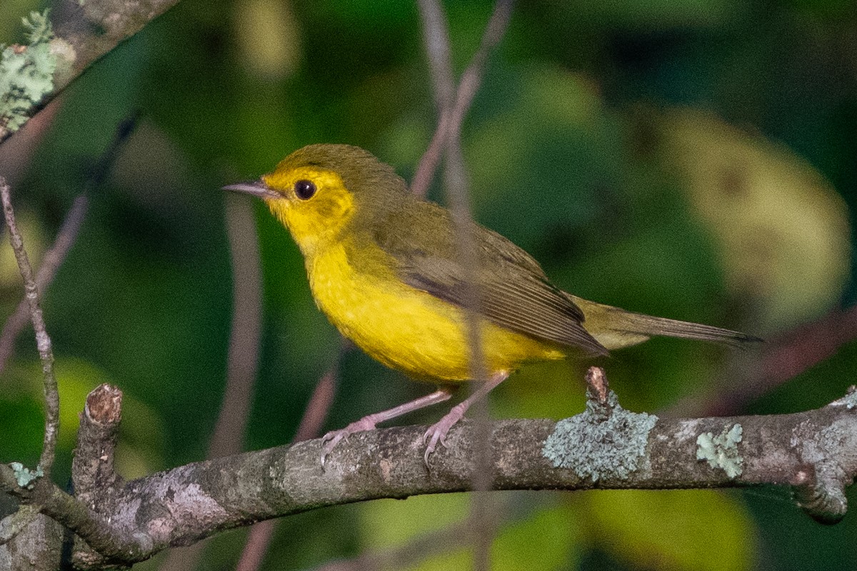 Hooded Warbler - ML622880150