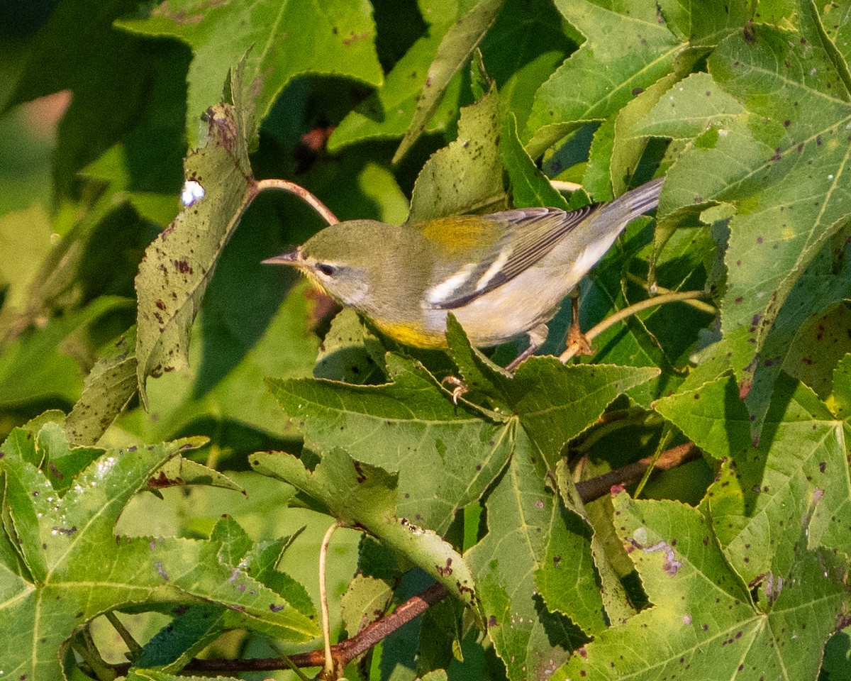 Northern Parula - ML622880153