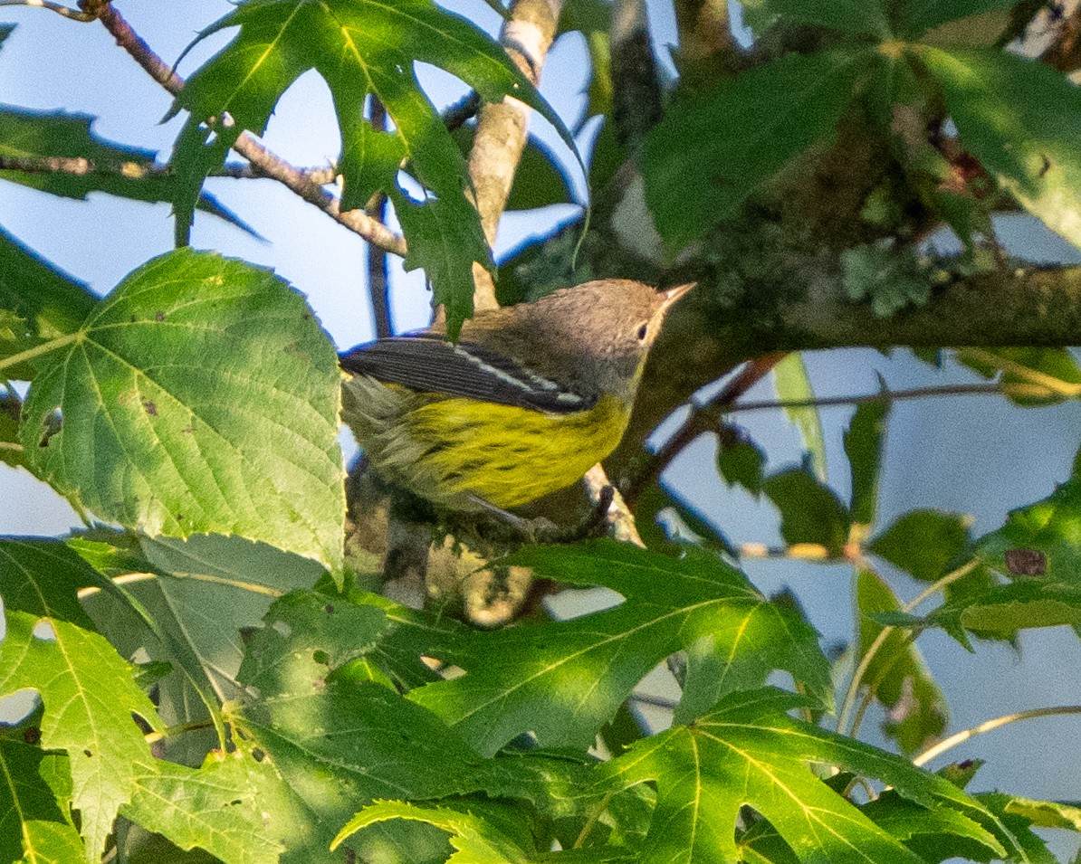 Magnolia Warbler - ML622880159