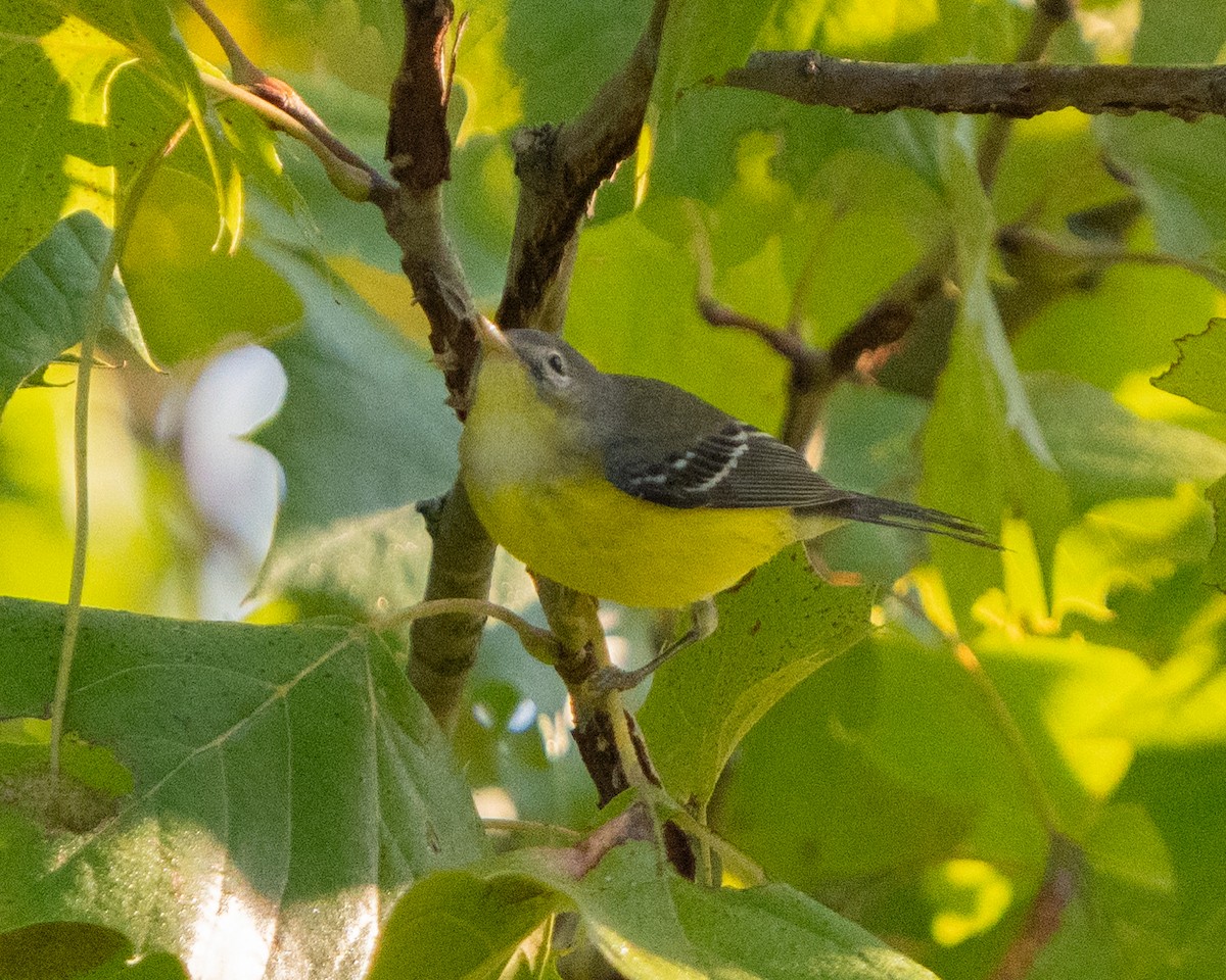 Magnolia Warbler - ML622880160