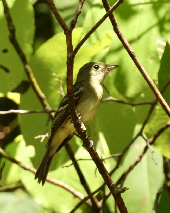 Mosquero Verdoso - ML622880193