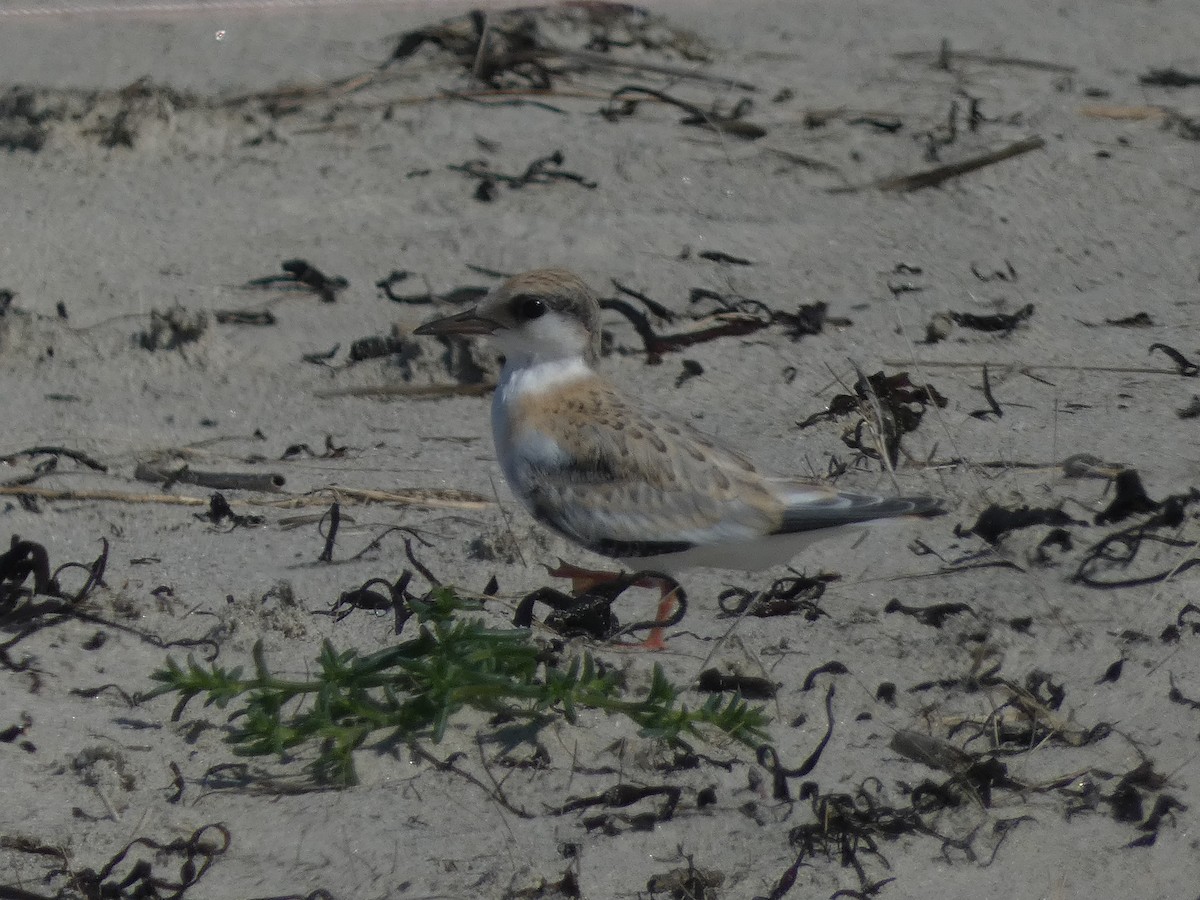 Least Tern - ML622880241