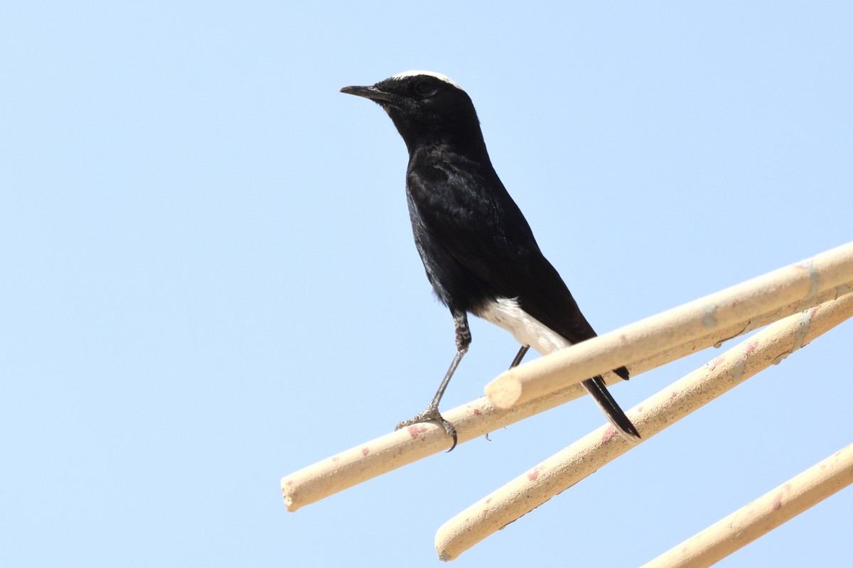 White-crowned Wheatear - ML622880243