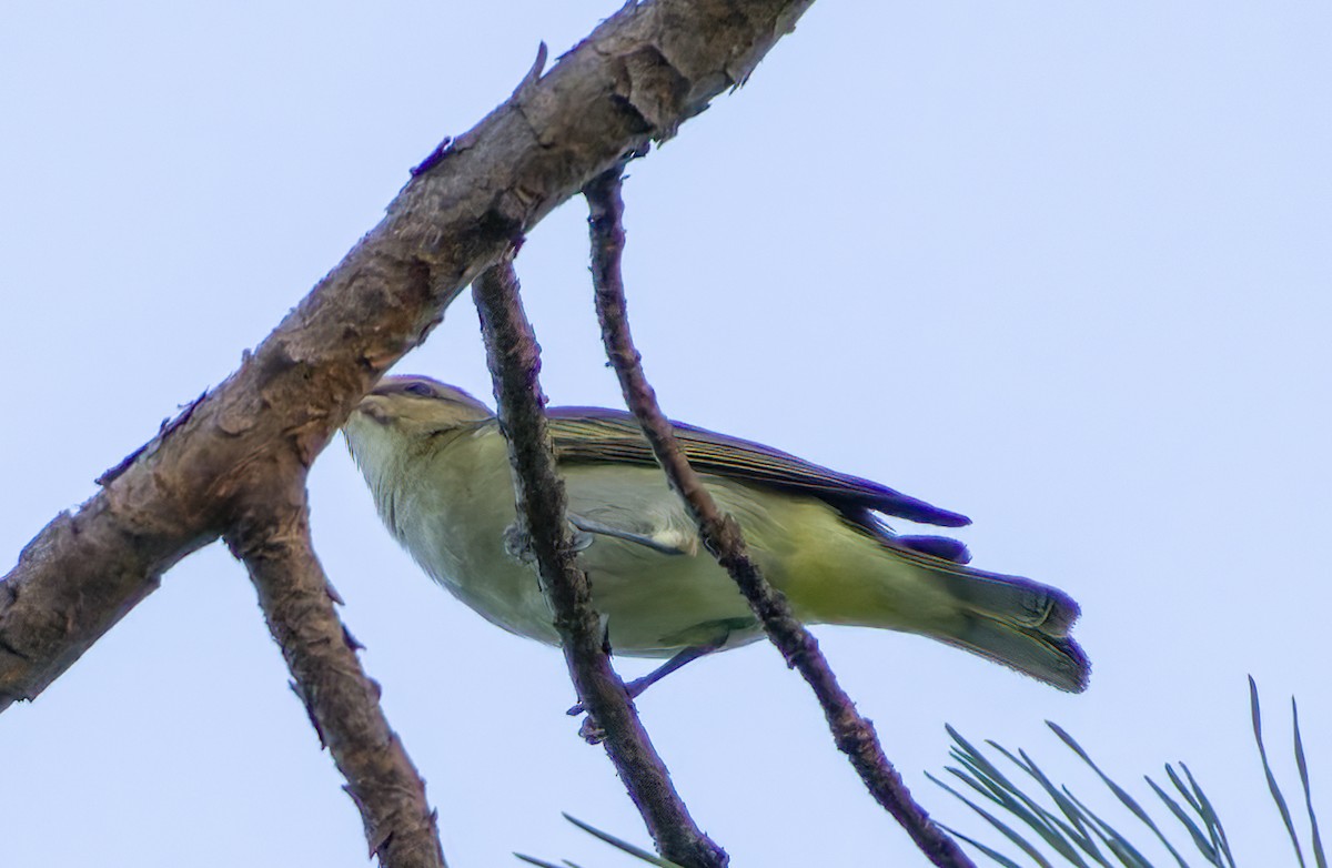 Black-whiskered Vireo - ML622880289