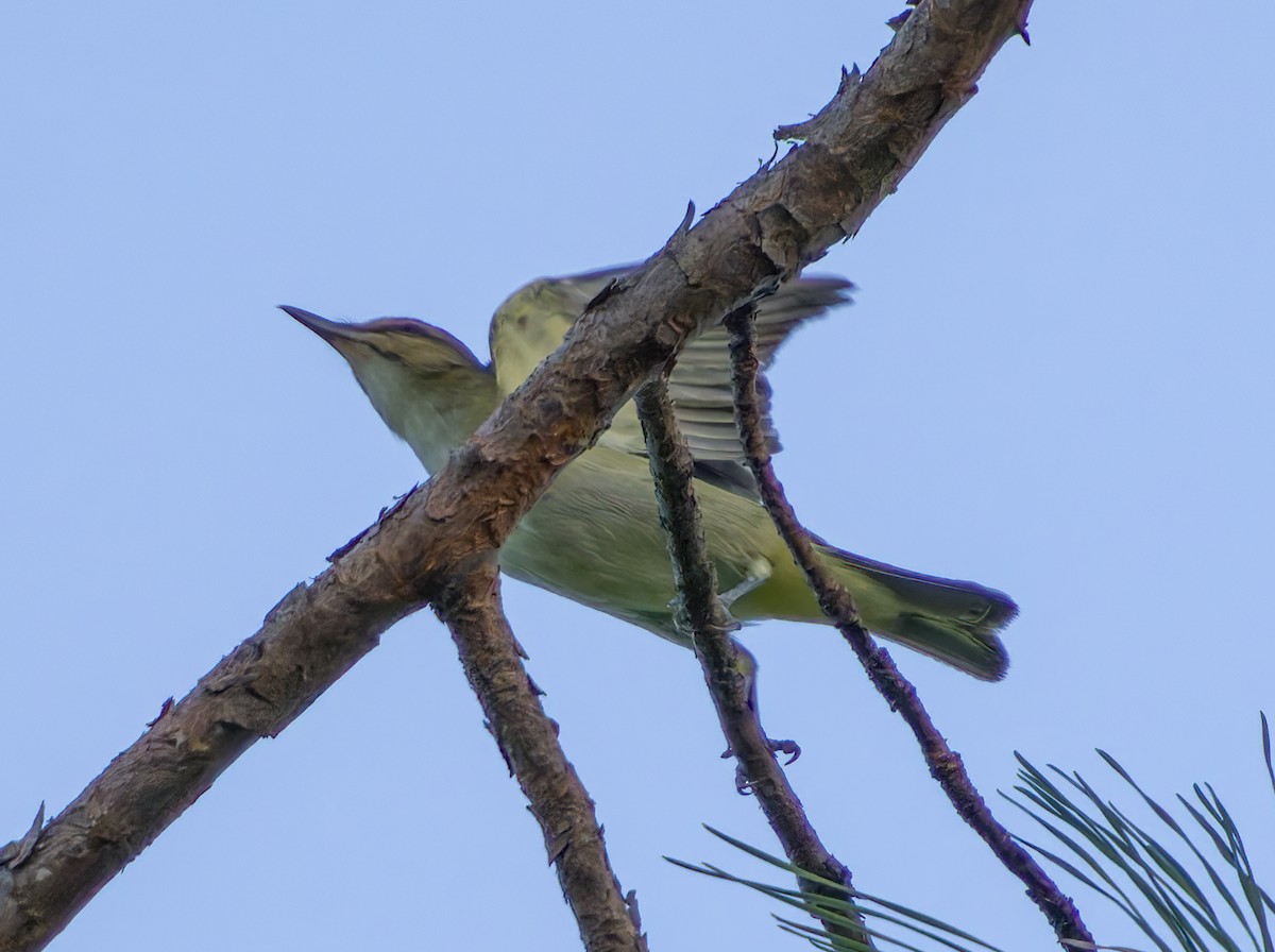 Black-whiskered Vireo - ML622880290