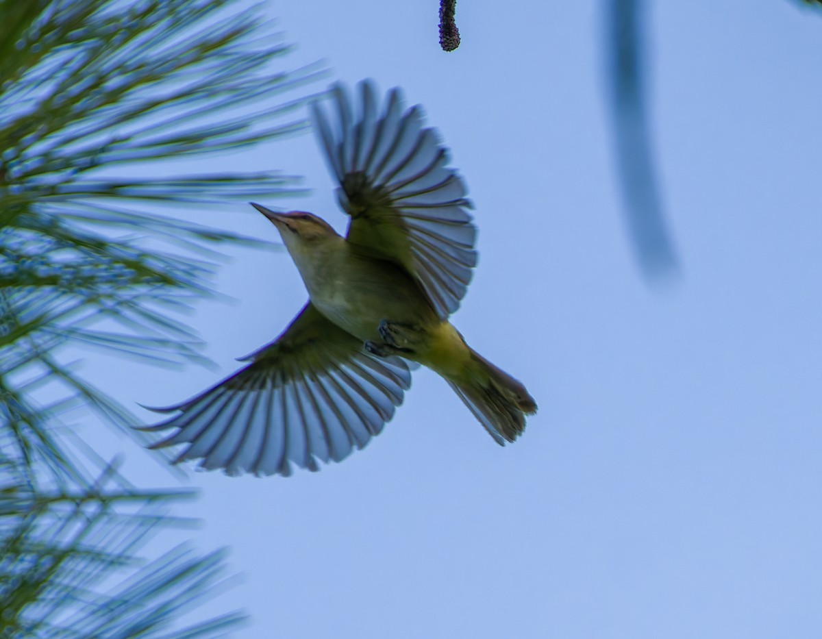 Black-whiskered Vireo - ML622880291