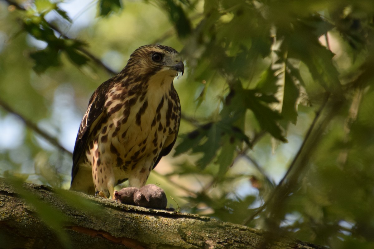 Broad-winged Hawk - Sandy Dion