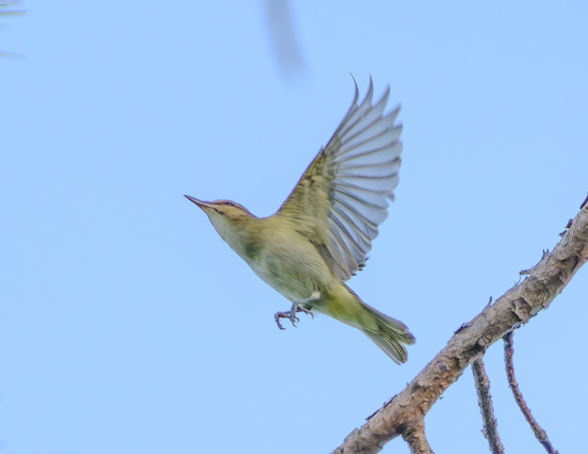 Black-whiskered Vireo - ML622880293