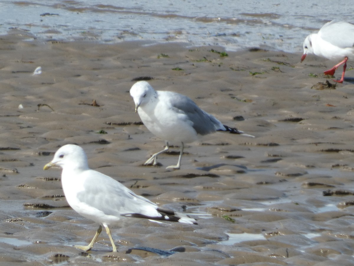 Common Gull - Mike Tuer