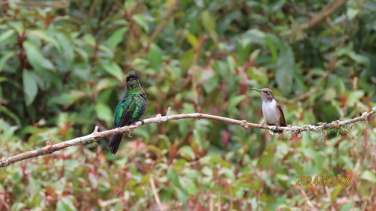 Volcano Hummingbird - Paul Wolter