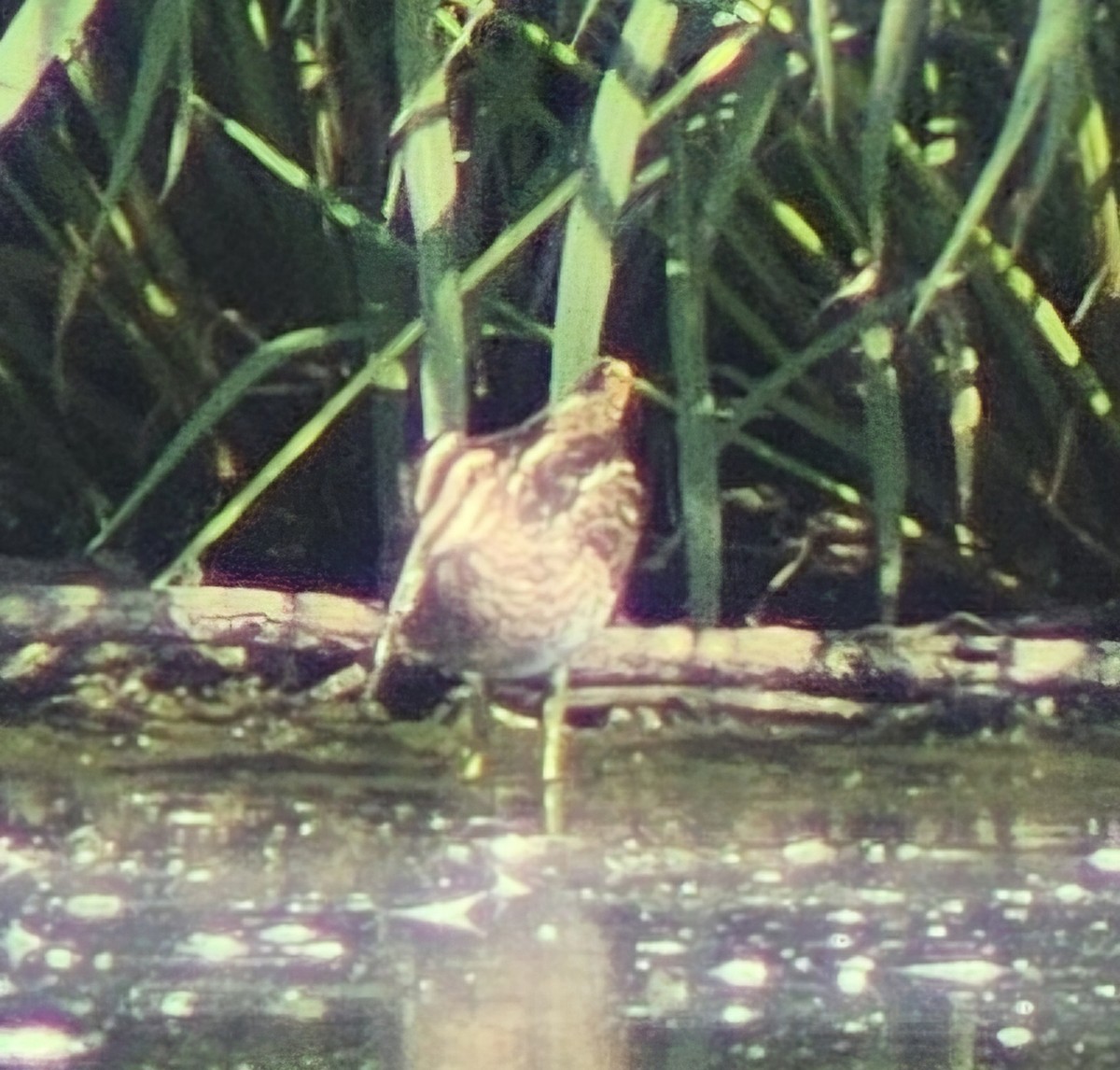 Wilson's Snipe - ML622880312