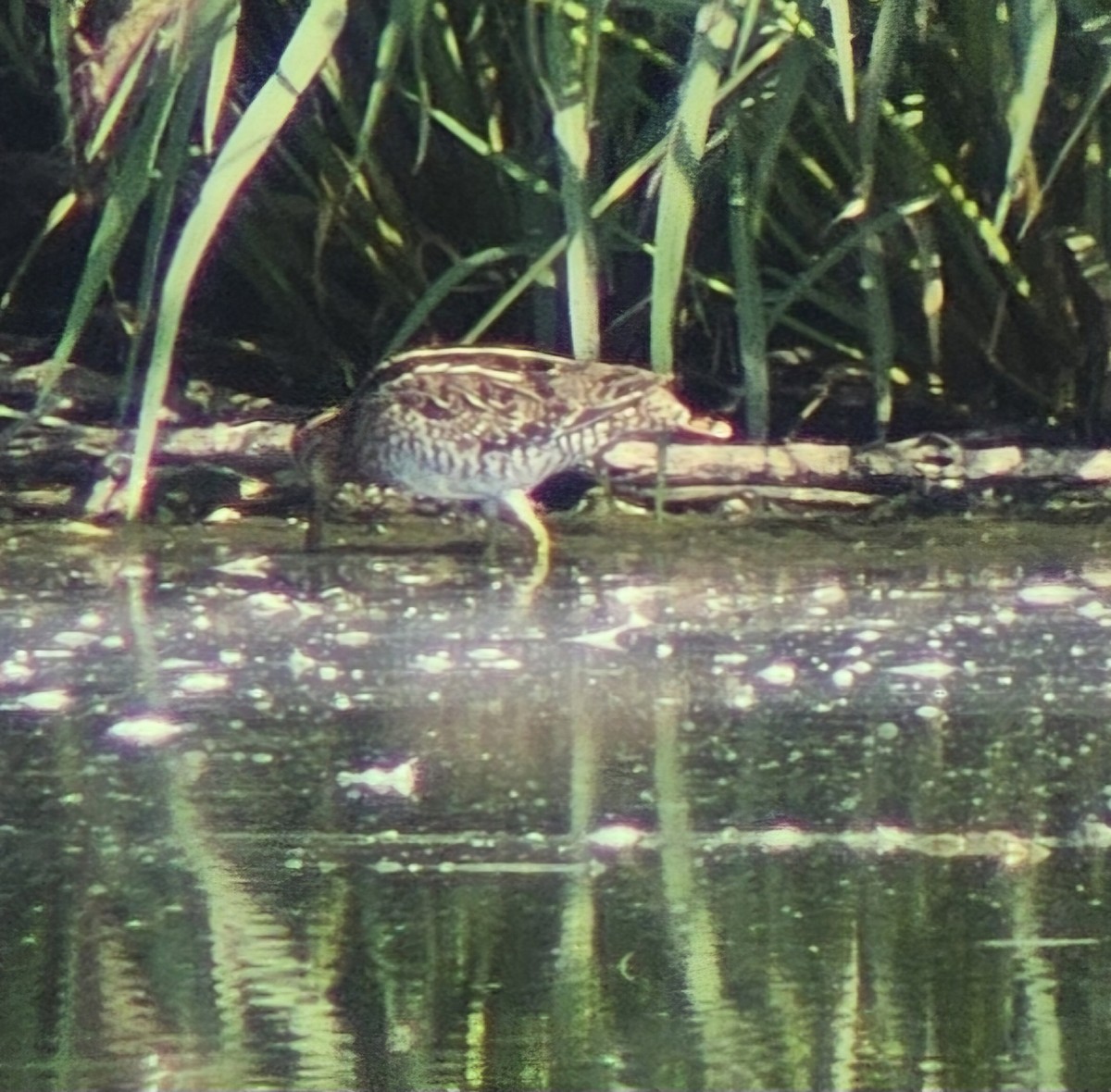 Wilson's Snipe - ML622880318