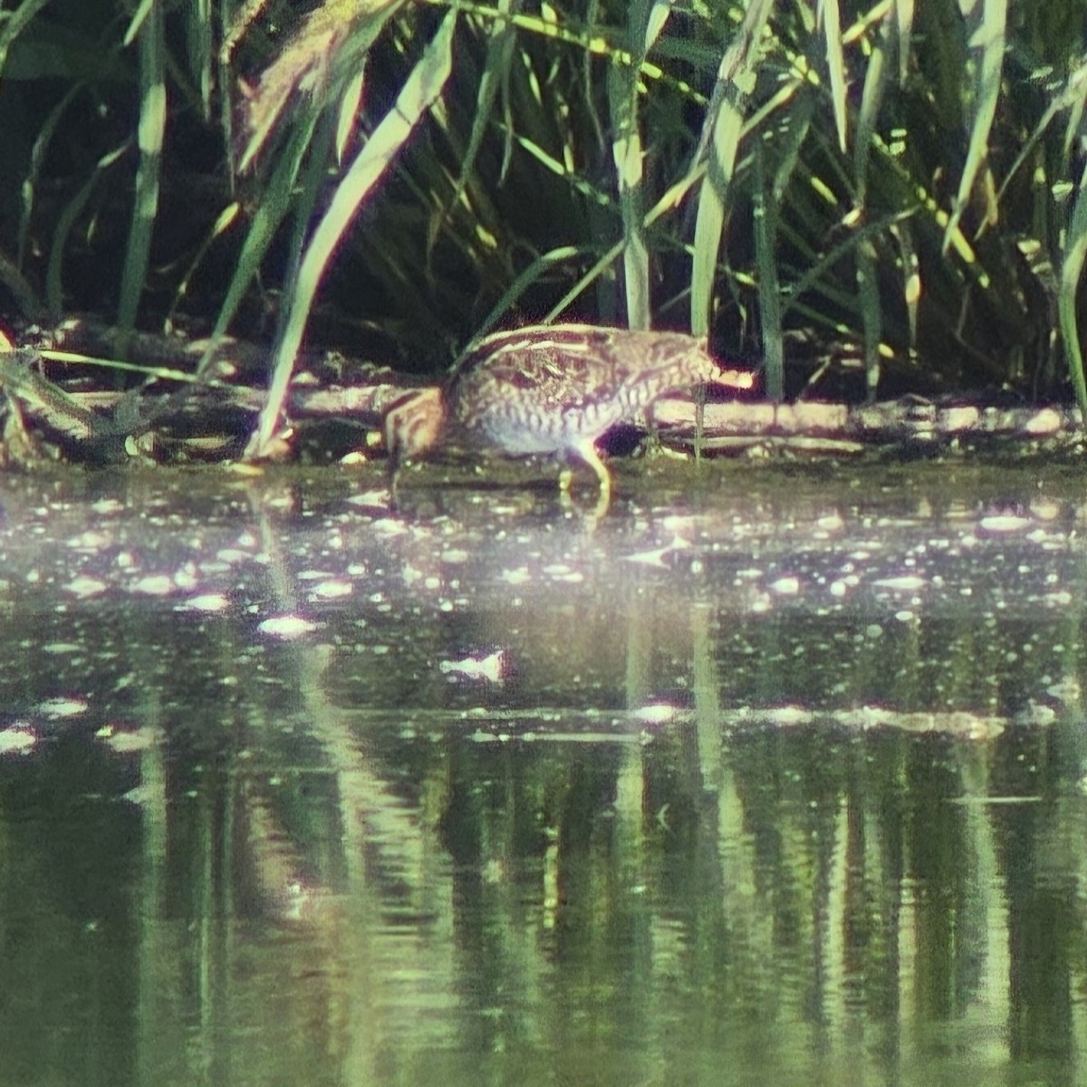 Wilson's Snipe - ML622880321