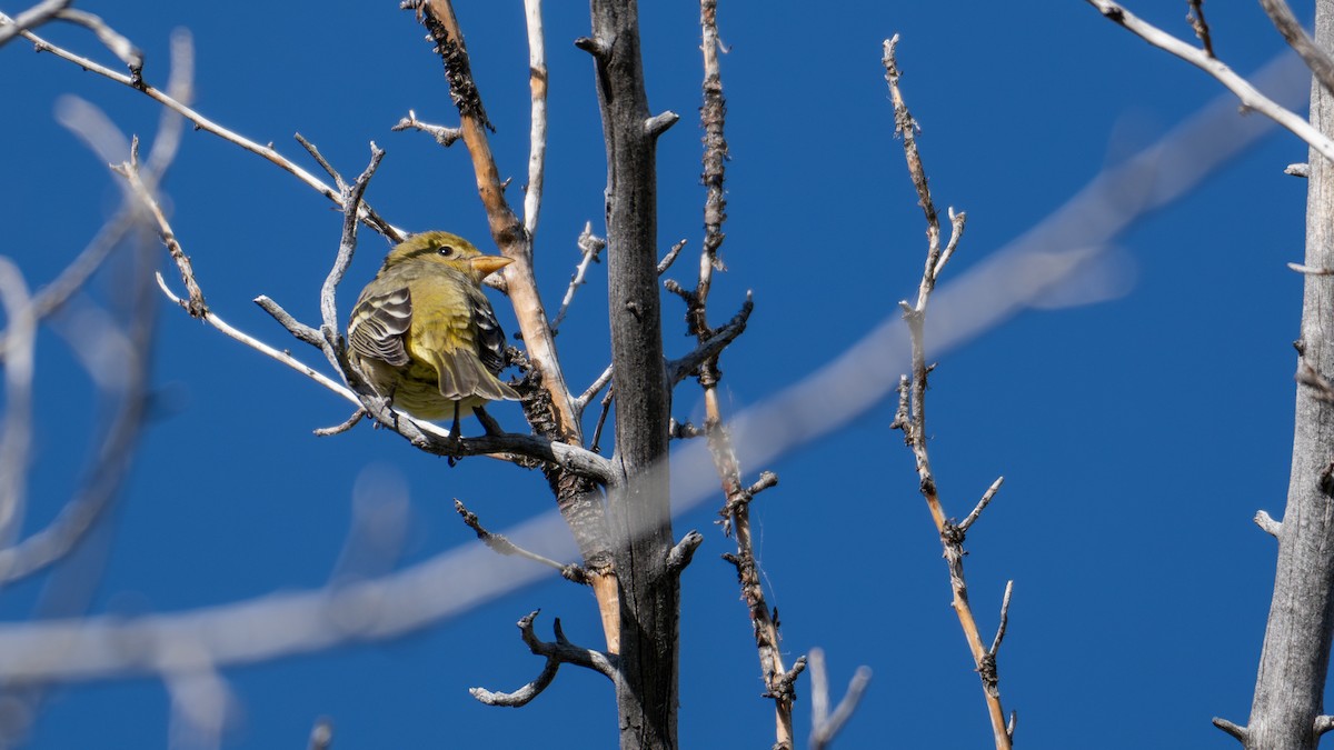 Western Tanager - ML622880358