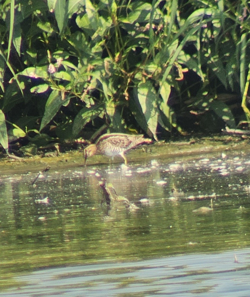 Wilson's Snipe - ML622880360