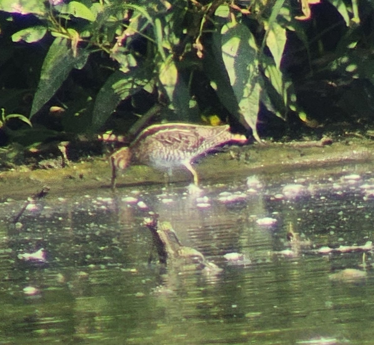 Wilson's Snipe - ML622880367