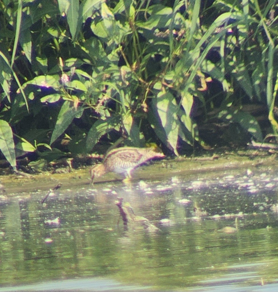 Wilson's Snipe - ML622880378