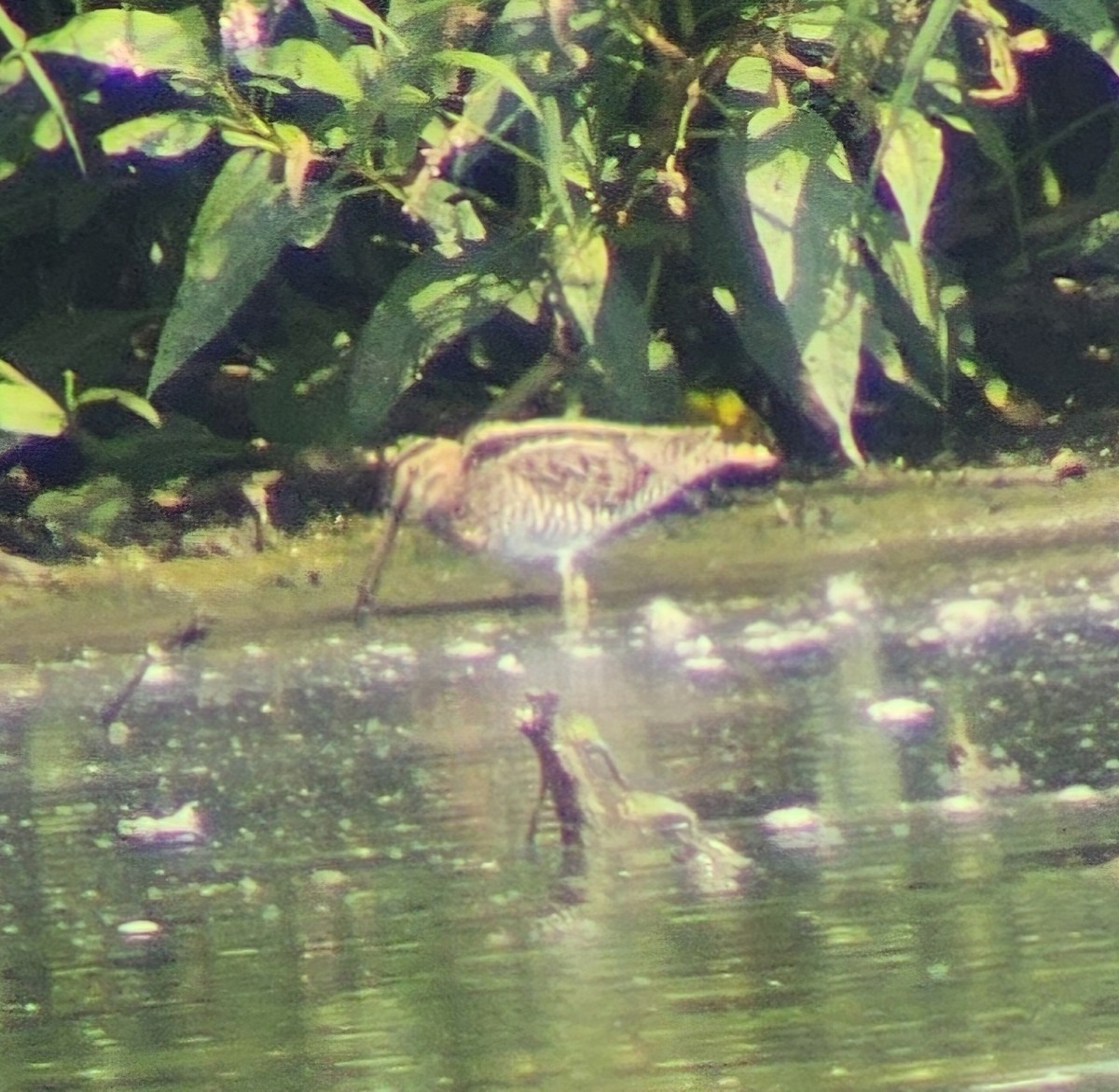 Wilson's Snipe - ML622880391