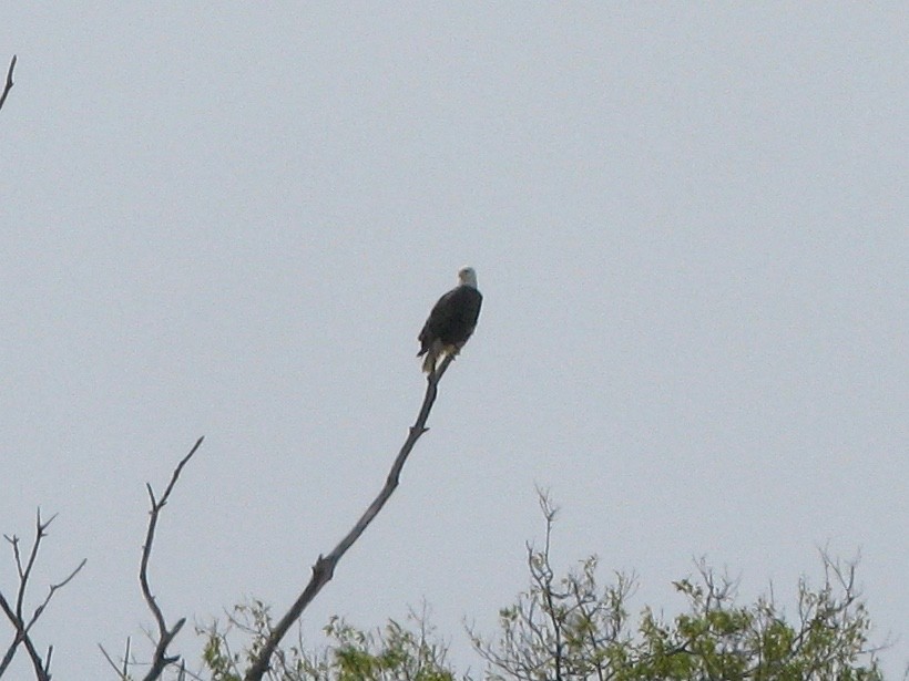 Bald Eagle - ML62288041