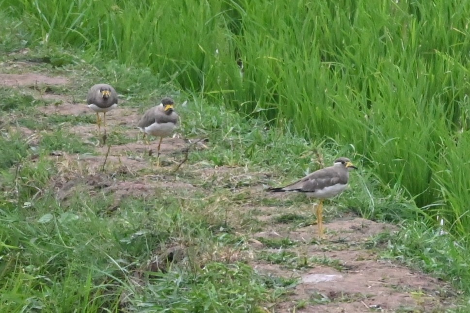 Yellow-wattled Lapwing - ML622880415