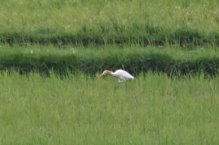 Eastern Cattle-Egret - ML622880417