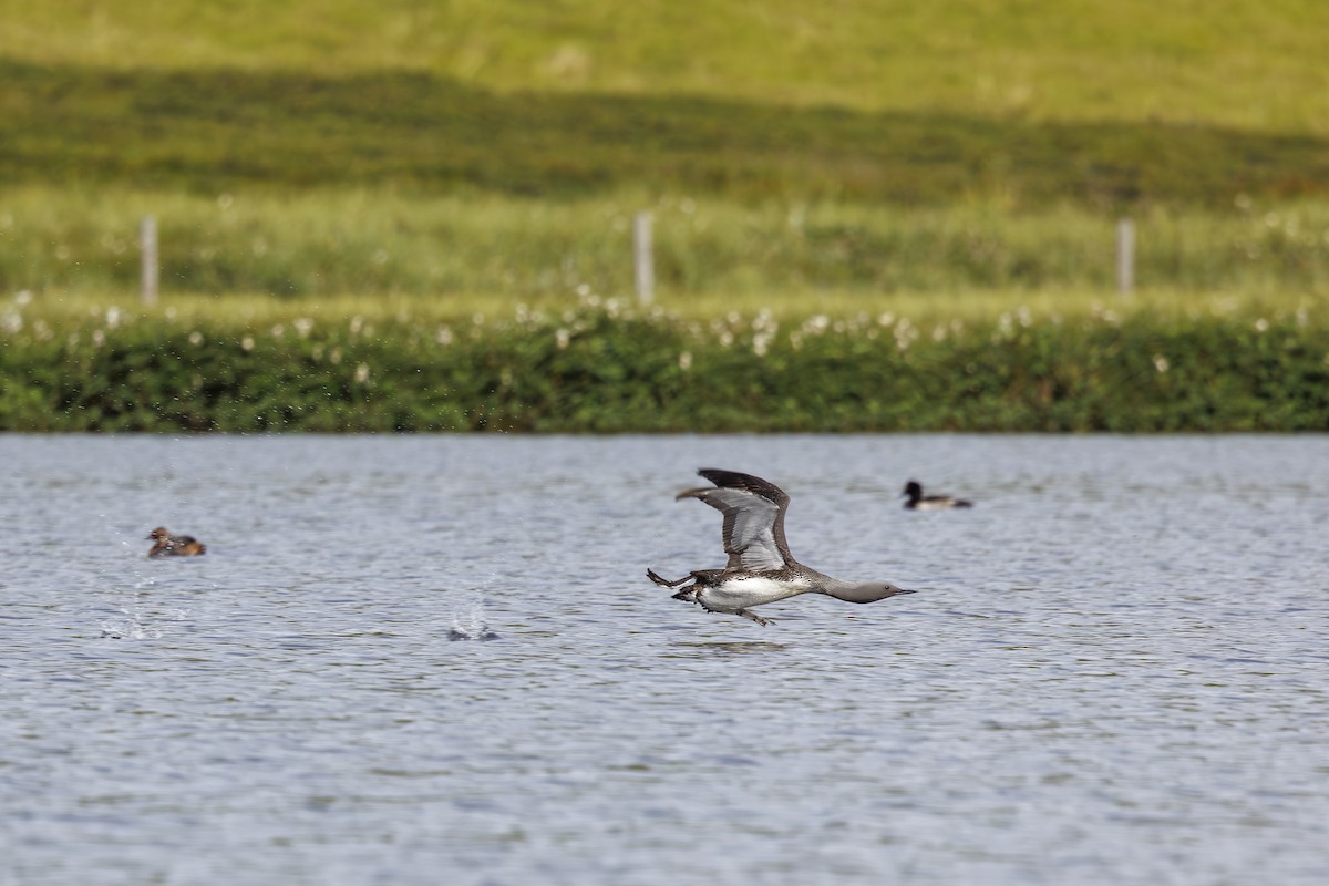 Red-throated Loon - ML622880422