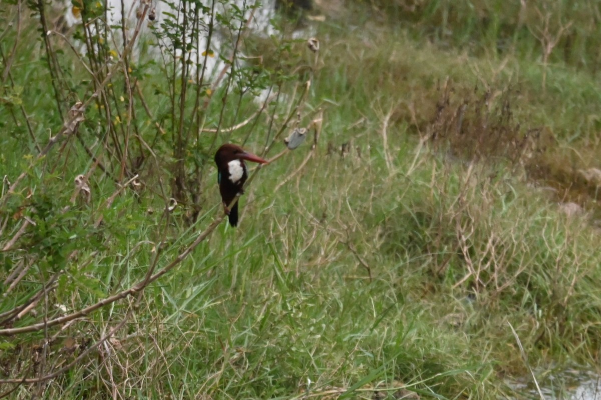 White-throated Kingfisher - ML622880425