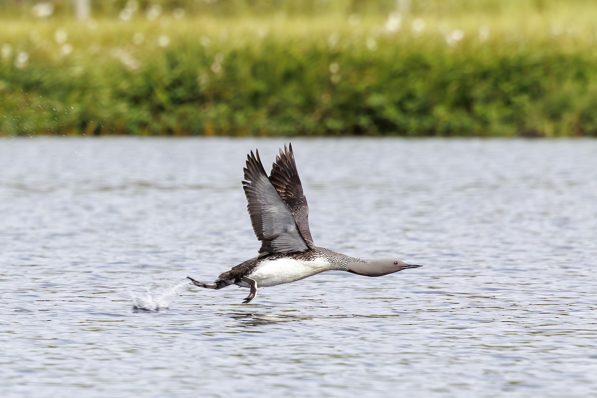 Red-throated Loon - ML622880426