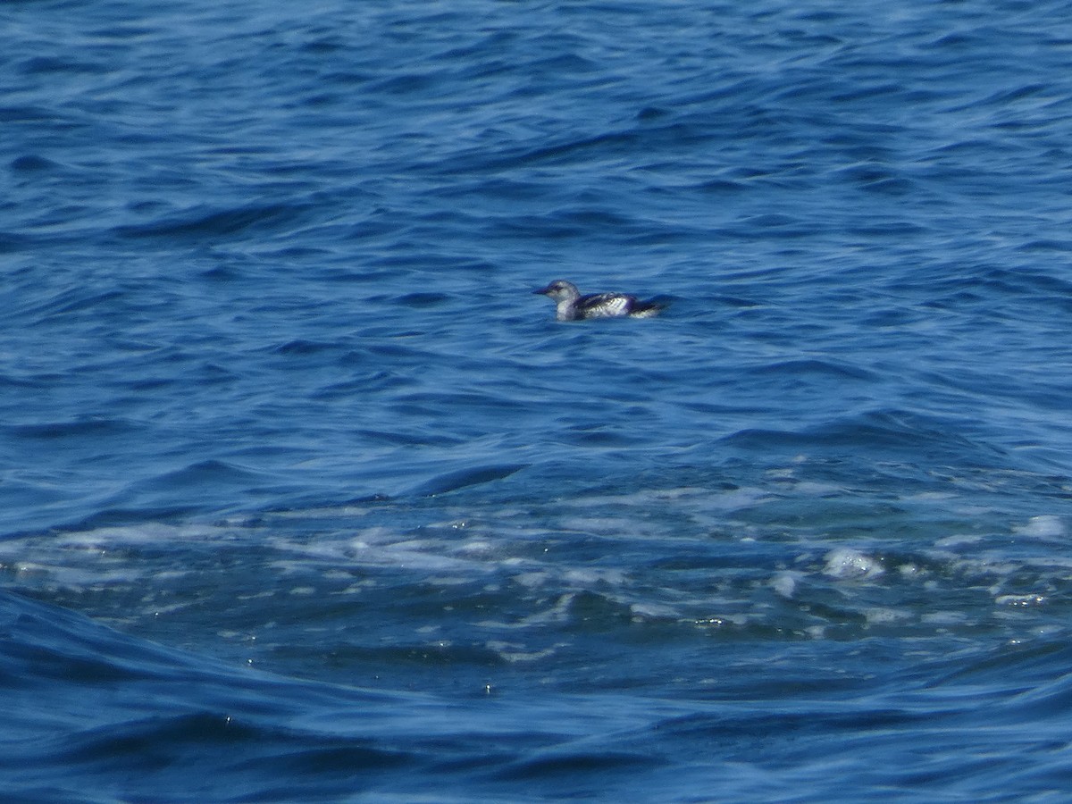 Black Guillemot - ML622880429