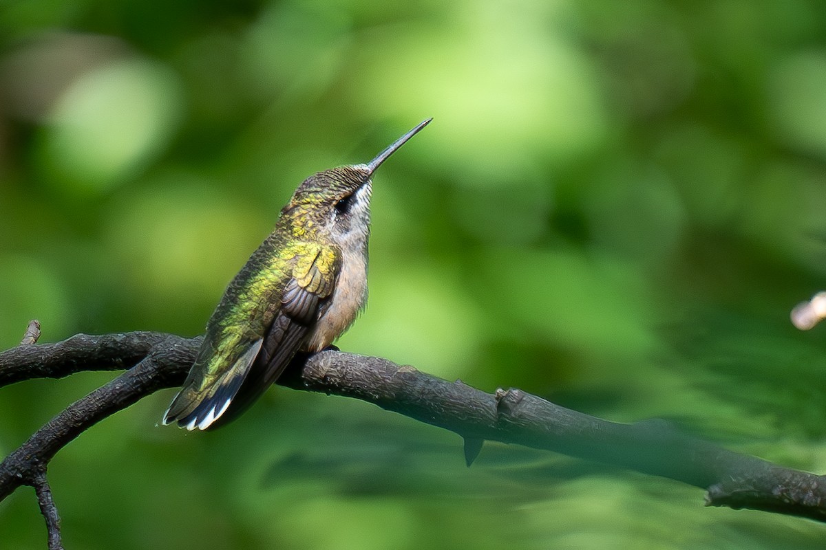 Ruby-throated Hummingbird - Timothy Flynn