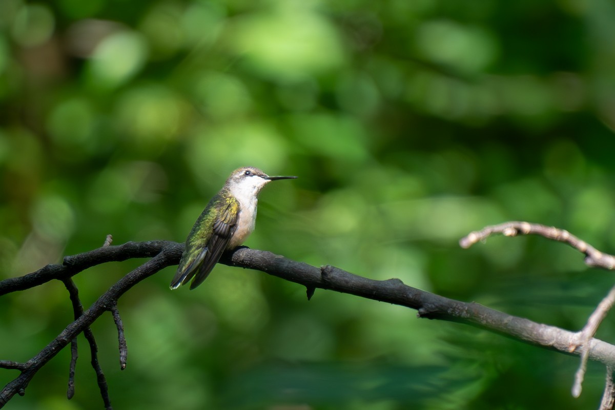 Ruby-throated Hummingbird - ML622880433